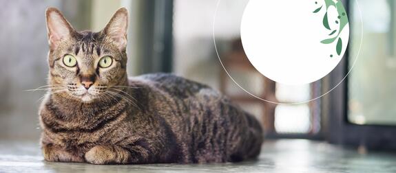 Joe's Cat - klumpende Katzenstreu aus recyceltem Papier